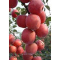 2021 Hot Sales New Season Fresh Sweet Fruit Red Fuji Apple